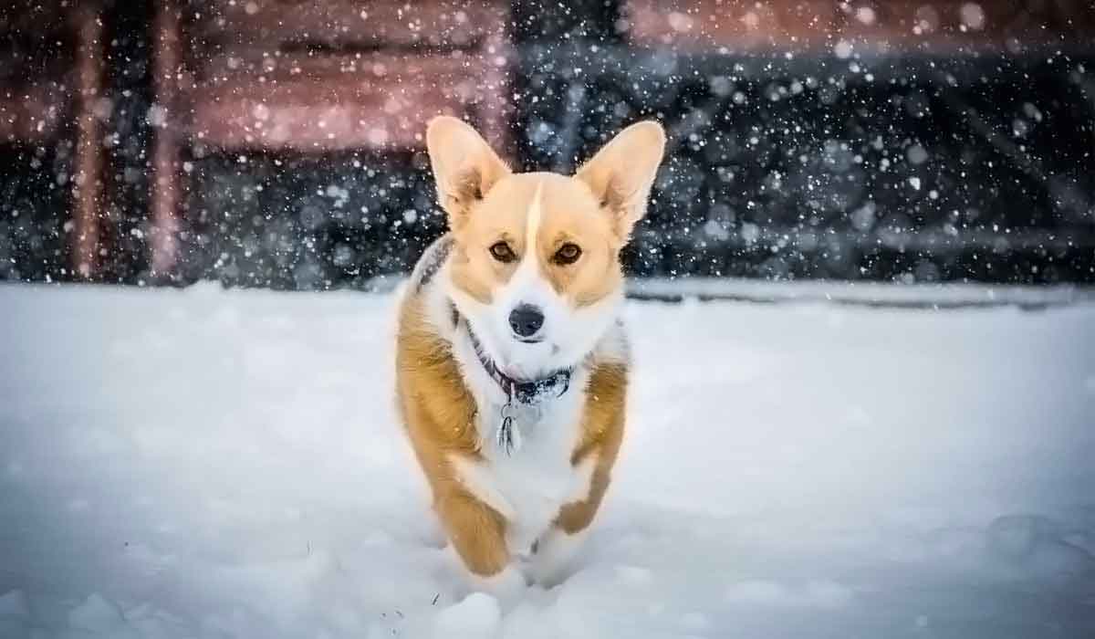 服务器攻击软件