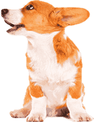 免费ddos攻击网页端